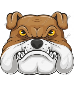  Ferocious bulldog