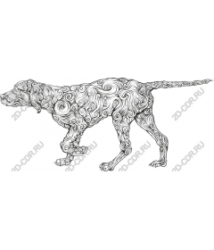 Vortex elegance: Dog
