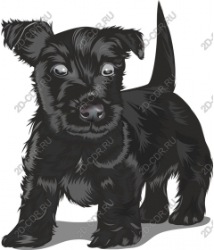  Black puppy