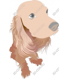  Charming dog
