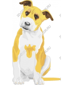  Charming yellow white dog
