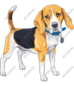  Adorable Beagle