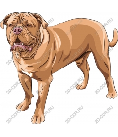 Magnificent dog