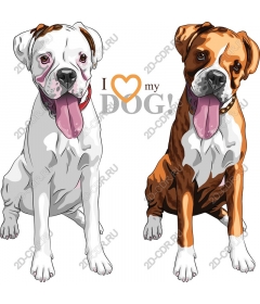  The love of dogs-boxers - I - my DOG!