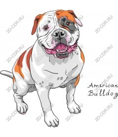 American bulldog