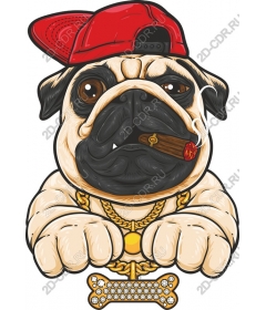  A stylish pug wearing hat and cigar