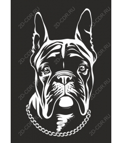 Premium French bulldog
