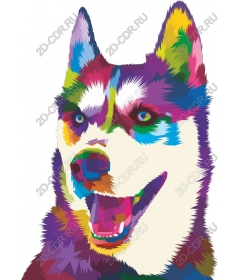  Colored husky