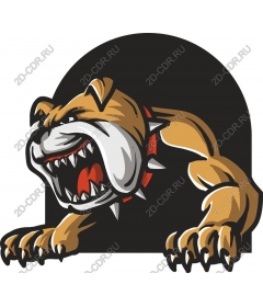  Ferocious bulldog
