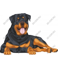  An adorable Rottweiler