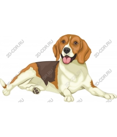  Adorable Beagle