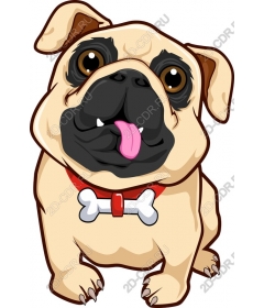  Adorable pug