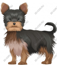 Yorkshire Terrier