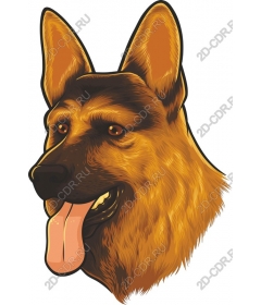  German shepherd