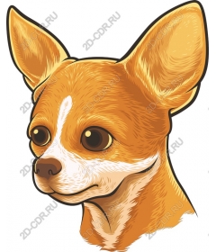  Adorable Chihuahua