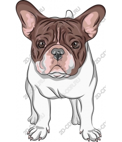 Adorable French bulldog
