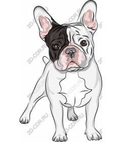  Adorable French bulldog