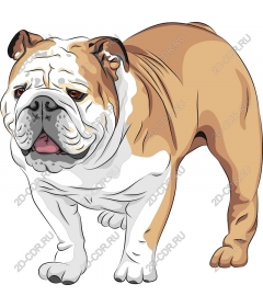  Adorable bulldog