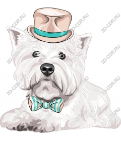  Dapper dog
