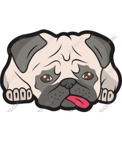 Playful pug