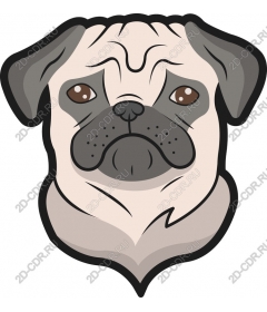  Adorable pug