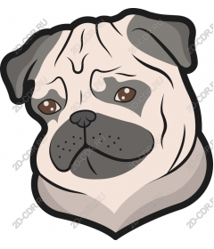  Pug