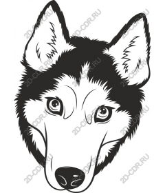 Head husky