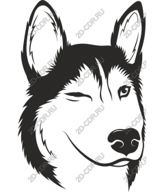  Adorable husky