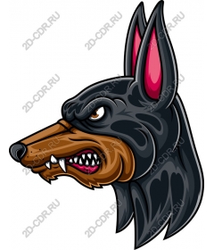  Ferocious head of a Doberman-Pinscher