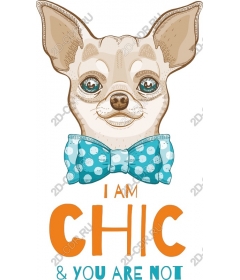  Elegant Chihuahua with a bow tie - I'm GORGEOUS, AND YOU didn't