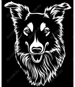  Portrait of a border collie