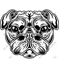 The face of a pug