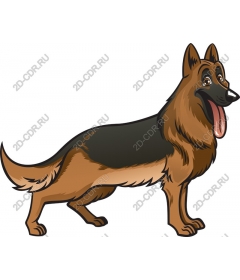  German shepherd