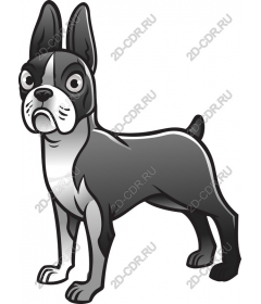  Adorable Boston Terrier