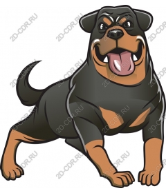  Bright cheerful Rottweiler