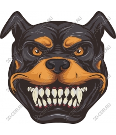  Fierce face of a Rottweiler
