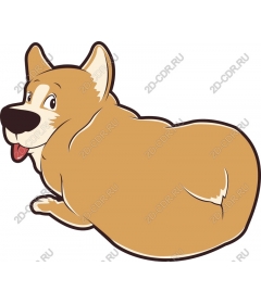  Adorable Corgi