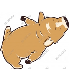  Adorable sleeping dog