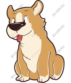  Adorable Corgi