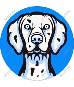  Charming dog