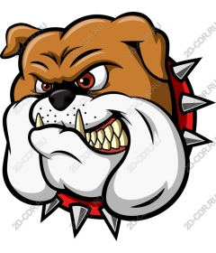 Ferocious bulldog