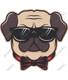  Stylish pug
