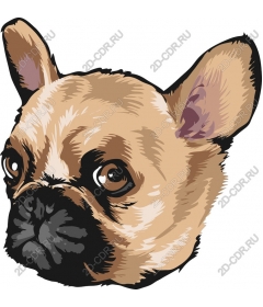  Adorable French bulldog