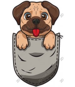 Pug in your pocket