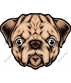  Adorable pug