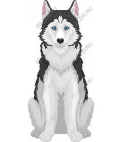  Siberian husky