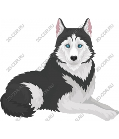  Siberian husky