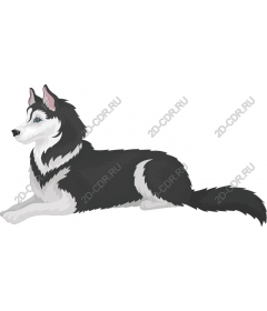 Siberian husky