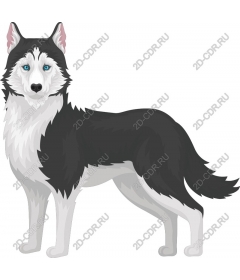 Siberian husky