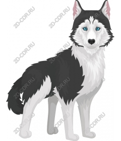 Siberian husky